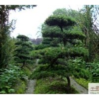 供應(yīng)成都羅漢松苗木