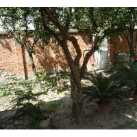 低價(jià)供應(yīng)各種綠化苗木：桂花.皂角.大葉女貞.廣玉蘭等