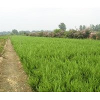 供應(yīng)龍柏、黃楊、金葉女貞、紅葉小壁、紫薇