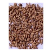 桂花樹種子批發(fā)供應