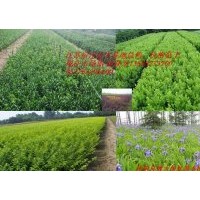 大葉黃楊基地大葉黃楊銷售大葉黃楊特性大葉黃楊