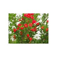 菏澤（牡丹石榴）繁育基地