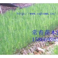 常年供應(yīng)30公分-100公分側(cè)柏苗