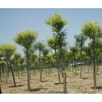 供應(yīng)國槐、國槐價(jià)格、國槐信息