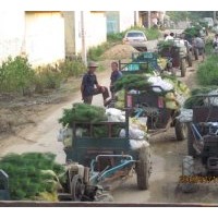 大量出售油松苗、樟子松苗