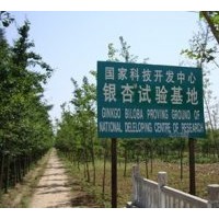 供應各種規(guī)格的銀杏樹