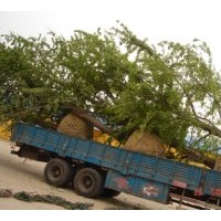 銀杏樹專供，規(guī)格齊全