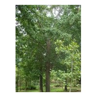 供應(yīng)各種規(guī)格銀杏實(shí)生樹(shù)，嫁接樹(shù)