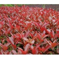 長期大量供應(yīng)大小紅葉石楠、大小紅花繼木、大小金森女貞