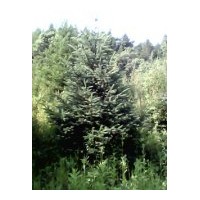 品種有 樟子松  云杉 青簽 云杉 蒙古櫟  柳樹  楊樹