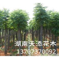 湖南苗木基地供應(yīng)造型紅繼木┃截桿欒樹┃湖南香樟！