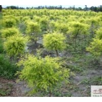 供應千層金工程苗