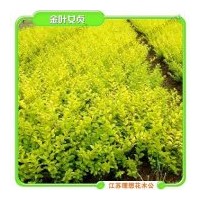 供應金葉女貞（球）