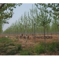 出售法桐，速生法桐，速生法桐小苗，造型法桐（實(shí)生定桿1-2年茂