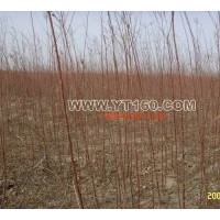 出售檉柳以及白蠟 柳樹 香花槐 國(guó)槐 合歡等 落葉喬木