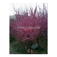 出售金葉榆綠化苗木