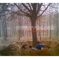 供嫁接銀杏大樹