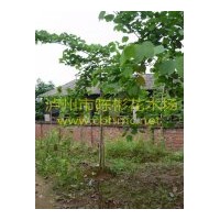 出售羊蹄甲，紅花紫荊，洋紫荊