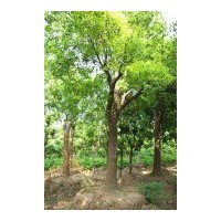 大量供應(yīng)：50-150cm的側(cè)柏、蜀檜、紫薇、木槿、金銀木