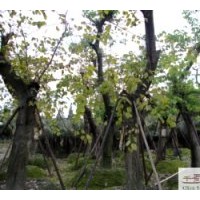 成都喬木低價(jià)羊蹄甲 羊蹄甲工程苗木