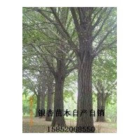 江蘇白果樹實生（銀杏樹）