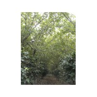 4公分垂絲海棠360元