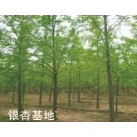 供應(yīng)銀杏樹