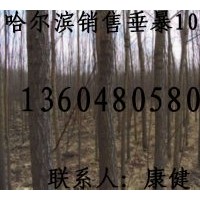 供銀中楊，垂暴109柳，雄性全垂柳，中黑防(圖)
