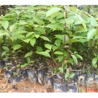 品種如下：香樟、羅漢松、紅花銀樺、四季桂、藍花楹