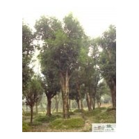 供應(yīng)成都佛頂珠桂苗圃苗