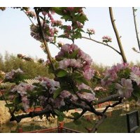 供西湖海棠 規(guī)格在5-6-8-10cm的