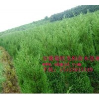 供應蜀檜、龍柏、雪松、廣玉蘭、香樟、高桿女貞、月季、桂花、紅