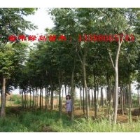 出售黃山欒樹(shù)