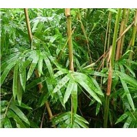 供應(yīng)工程苗木琴絲竹