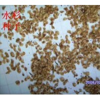 供應(yīng)水杉種子