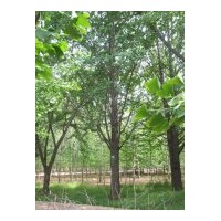 常年供應(yīng)1-80公分銀杏實生樹、嫁接樹