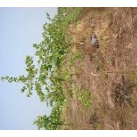 供應(yīng)白樺 各種規(guī)格