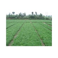 供陜西白皮松苗 陜西油松苗 陜西側(cè)柏苗