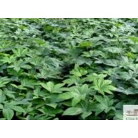 成都八角金盤苗高55-60cm