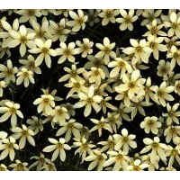 成都低價(jià)苗木蔥蘭高度：15-20公分