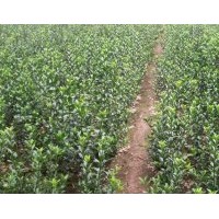 供花葉常春藤 高：30公分