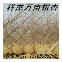 本公司常年供應(yīng)2-80公分銀杏實(shí)生樹，嫁接樹等