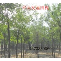 出售國槐 香花槐，紅花槐，龍爪槐，法桐，泡桐