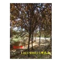 大量供應(yīng)香樟，桂花，紅葉李，紫薇，烏桕樹(shù)，廣玉蘭等