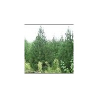 國(guó)槐,油松苗,白皮松,山西側(cè)柏苗