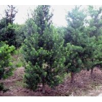 供應(yīng)羅漢松 濕地松 黑松(有參考價格)