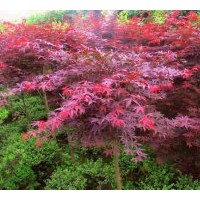 供應(yīng)供應(yīng)美國(guó)紅櫨5-7公分