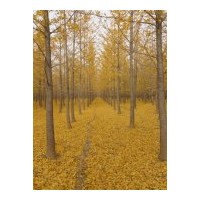 供應(yīng)銀杏、花木