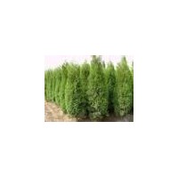 供側(cè)柏苗 刺槐苗 國槐苗