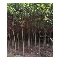 供應3-30公分國槐樹 刺槐樹